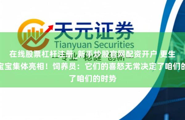 在线股票杠杆注册_新手炒股官网配资开户 更生熊猫宝宝集体亮相！饲养员：它们的喜怒无常决定了咱们的时势